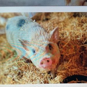 Meet your Posher, Cameron